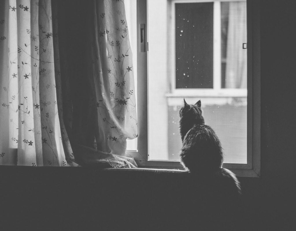 cat, pet, nature, window, black and white, animal, window sill, curtain
